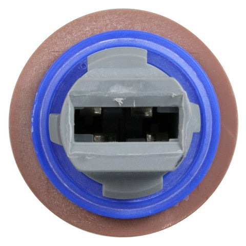 Tail Light Socket WVE 1P3366